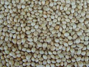 White Millet